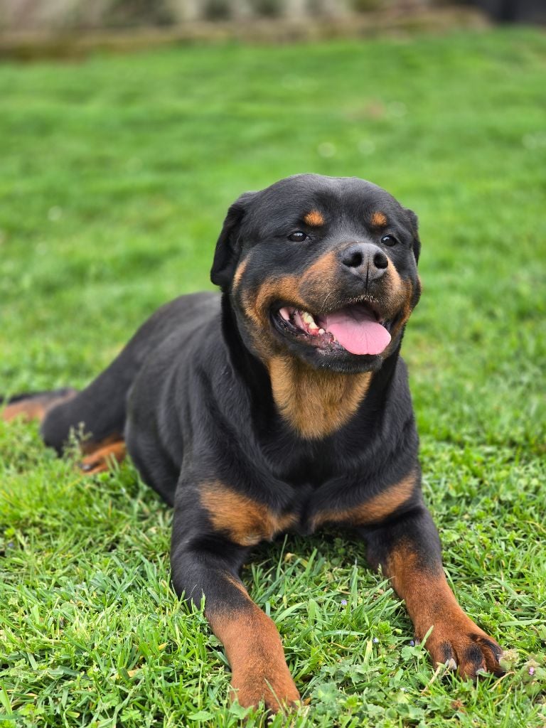 Pink-floyd Des molosses de Garabit