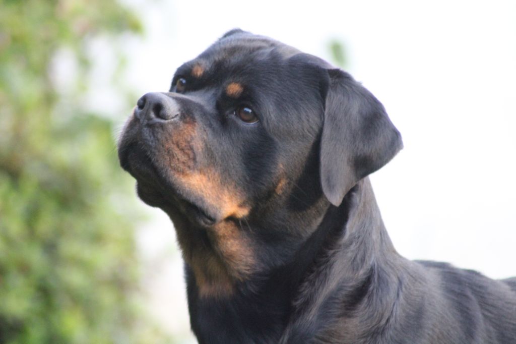 T' arya Breeder Of Big Dog