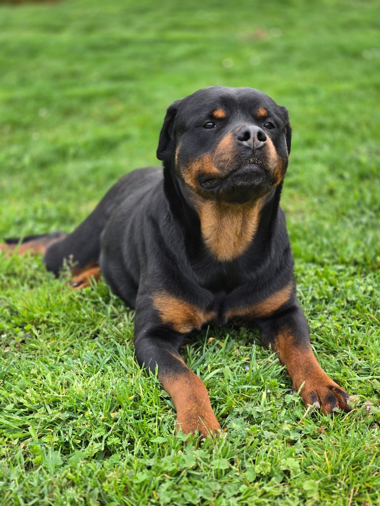 Pink-floyd Des molosses de Garabit
