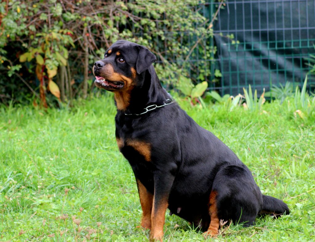 U'alpina Breeder Of Big Dog