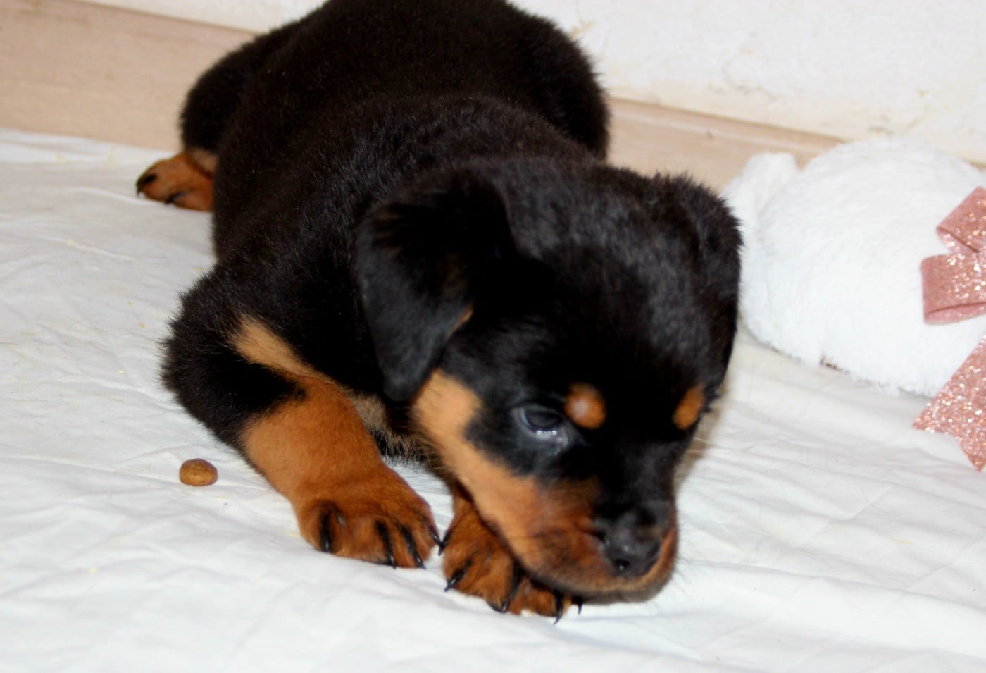 Chiot collier Violet