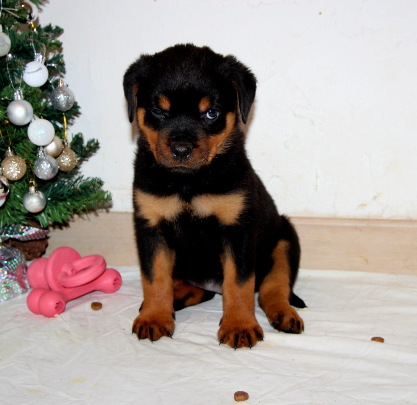 Chiot collier Violet