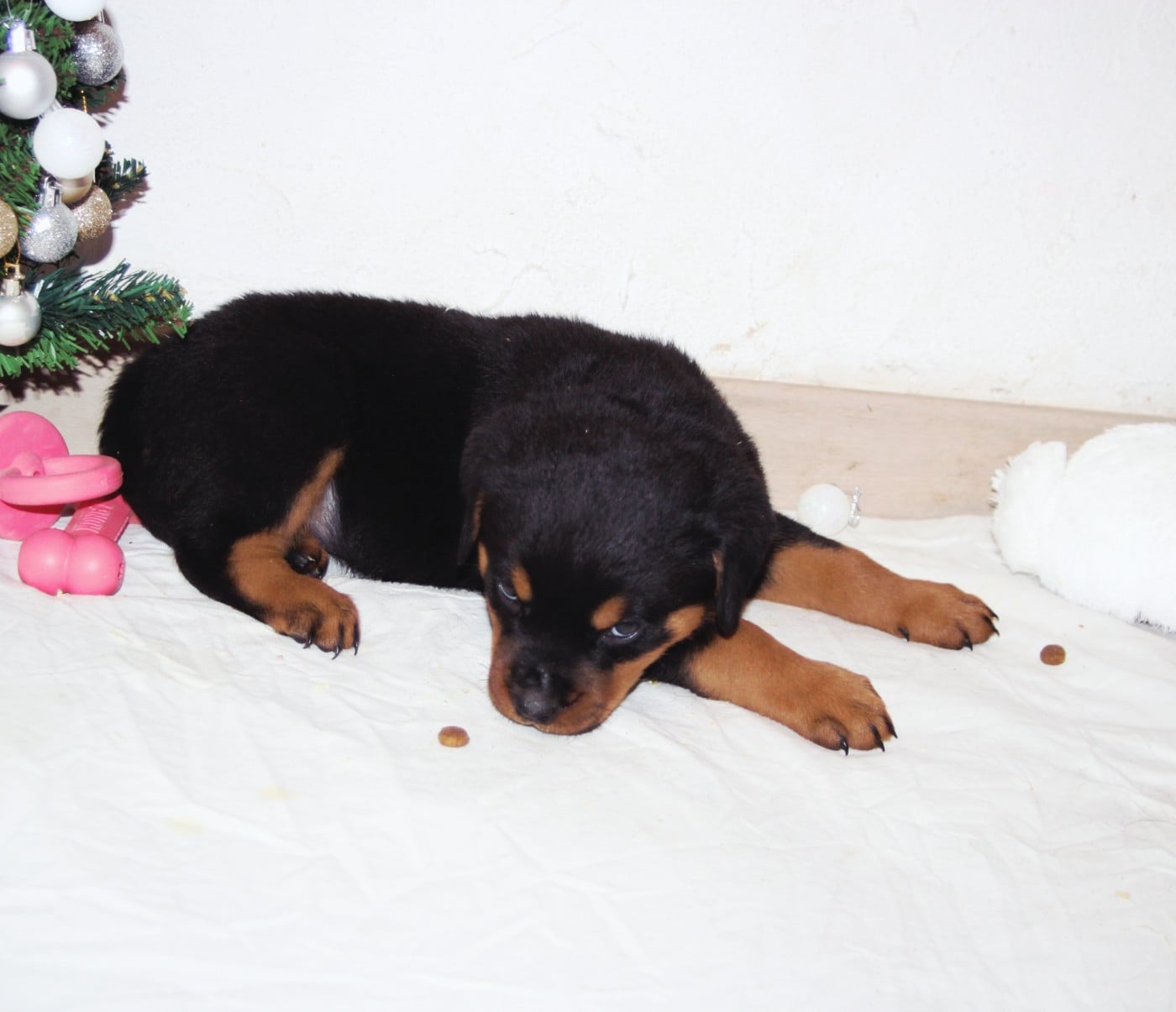 Chiot collier Fuchsia