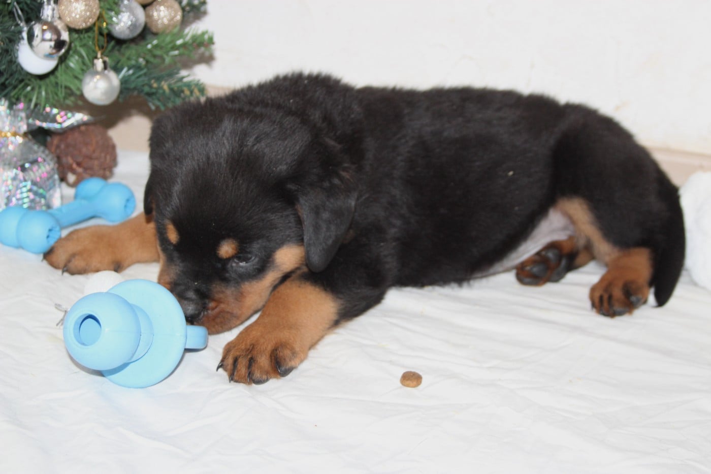 Chiot Collier Marron