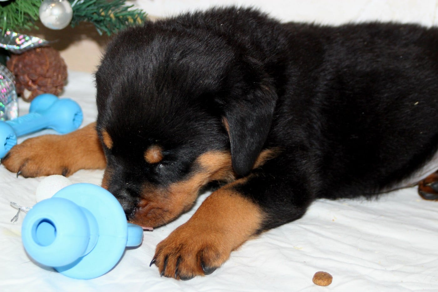 Chiot Collier Marron