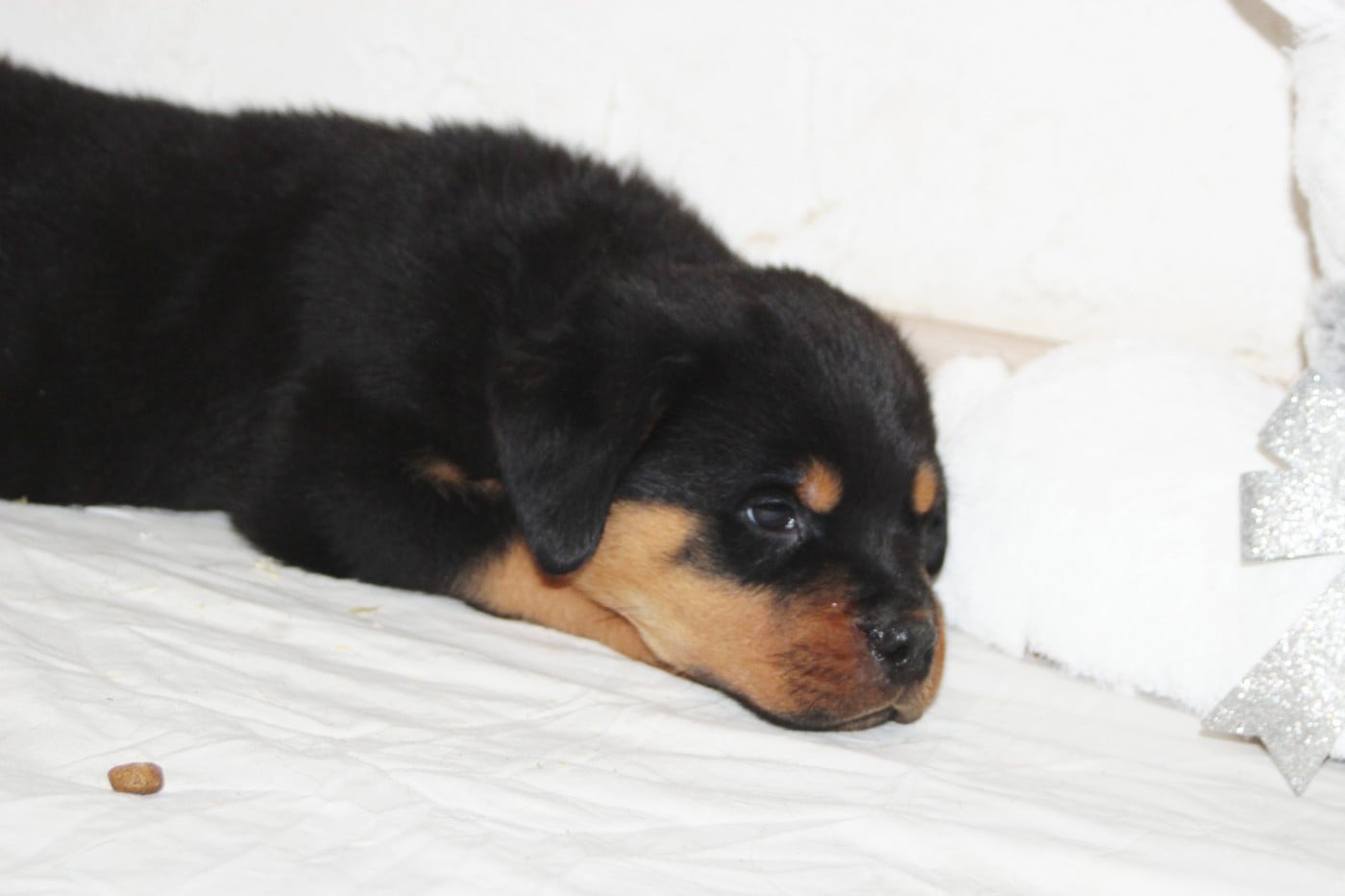 Chiot Collier Marron