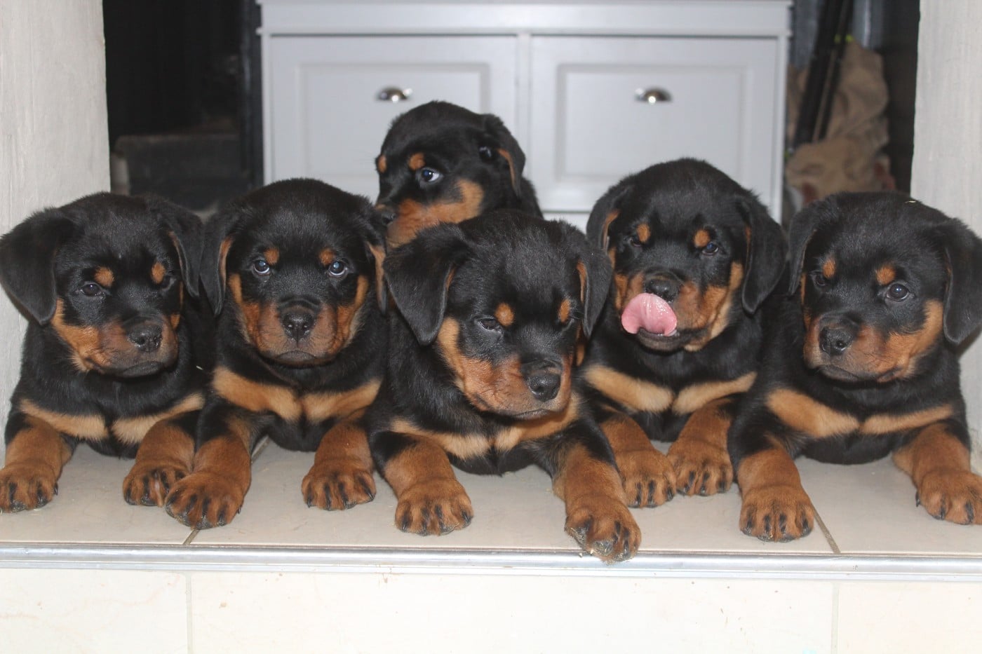 Rottweiler - Breeder Of Big Dog
