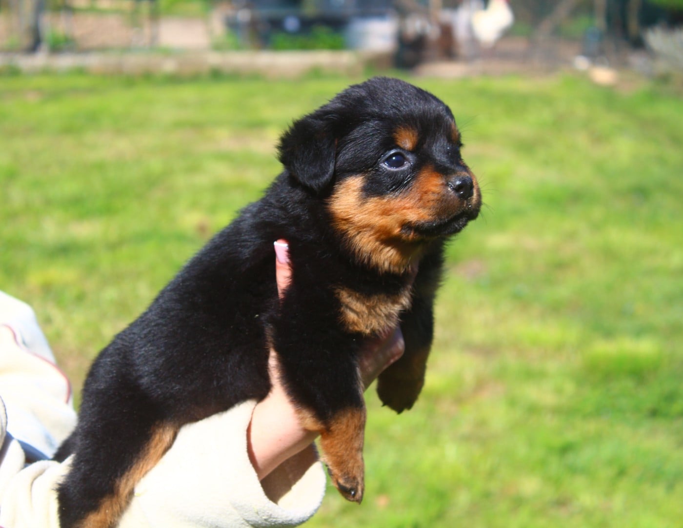 Chiot Collier Violet