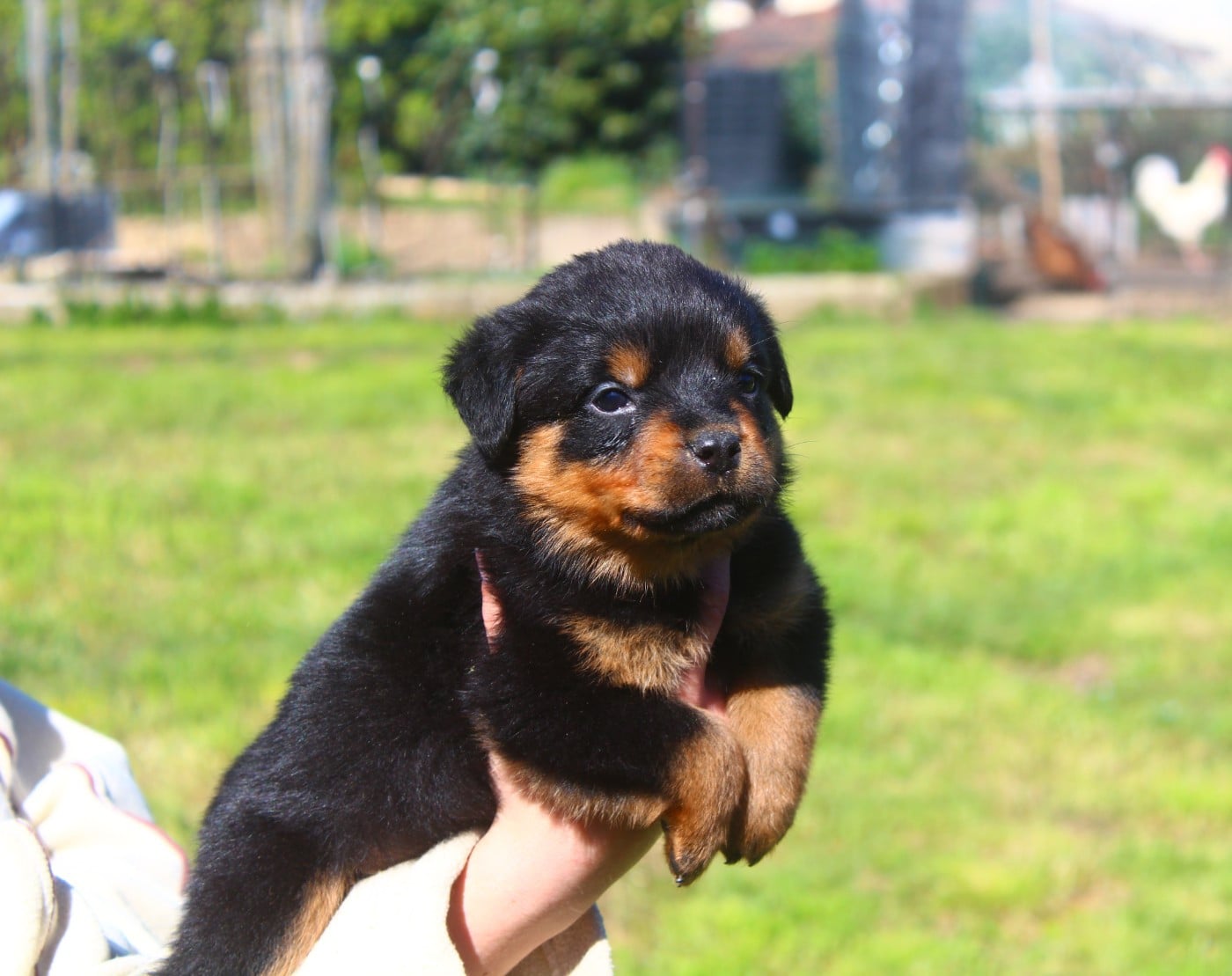 Chiot Collier Violet