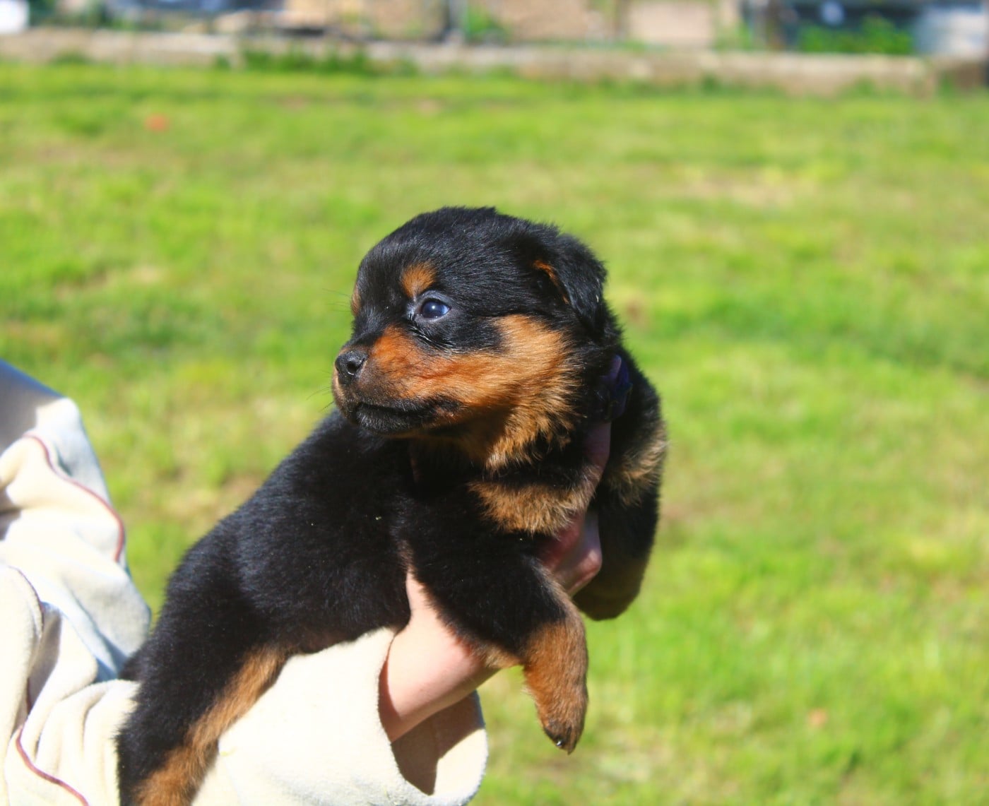Chiot Collier Violet