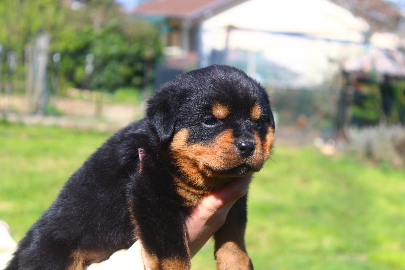 Chiot Collier Marron