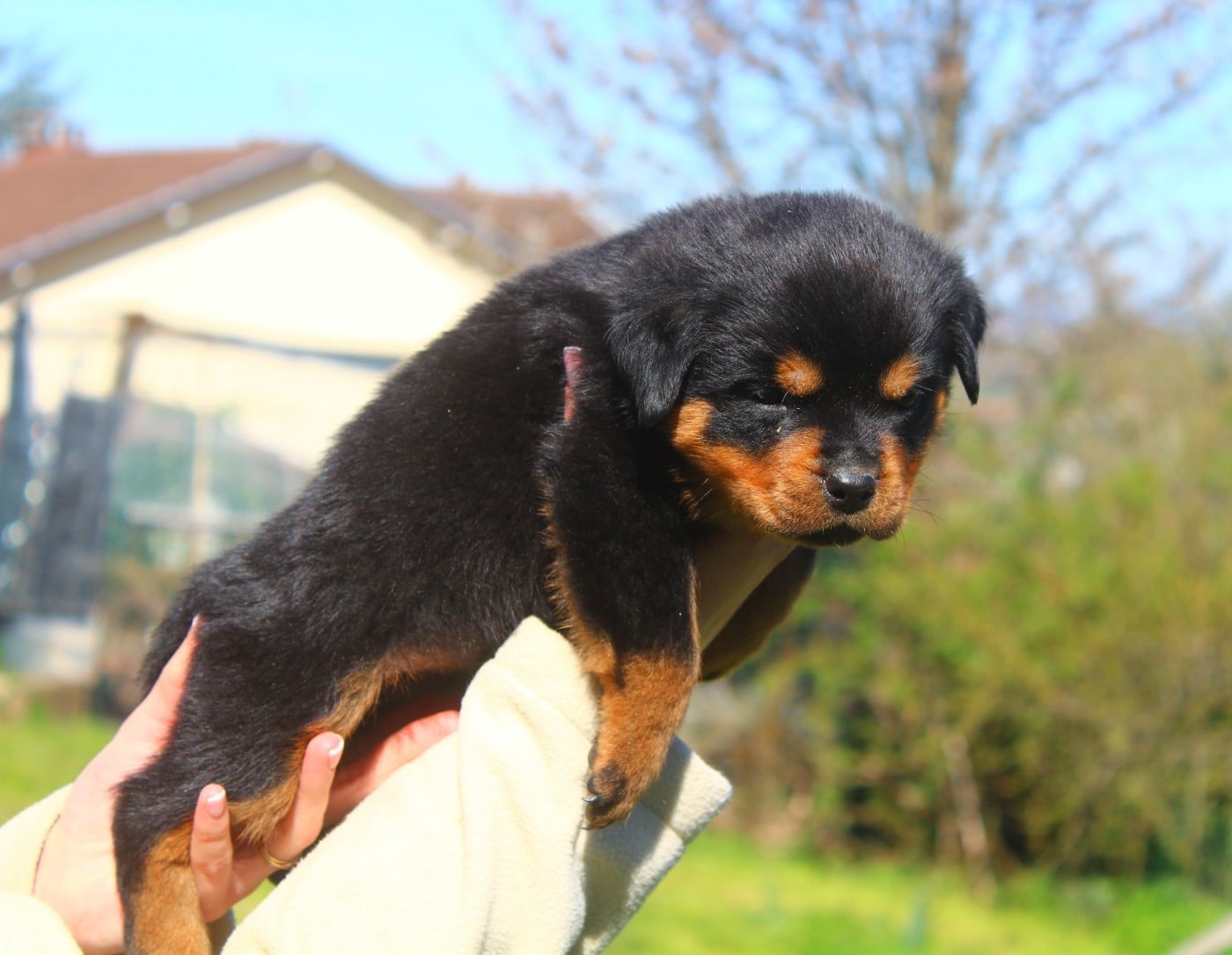Chiot Collier Marron