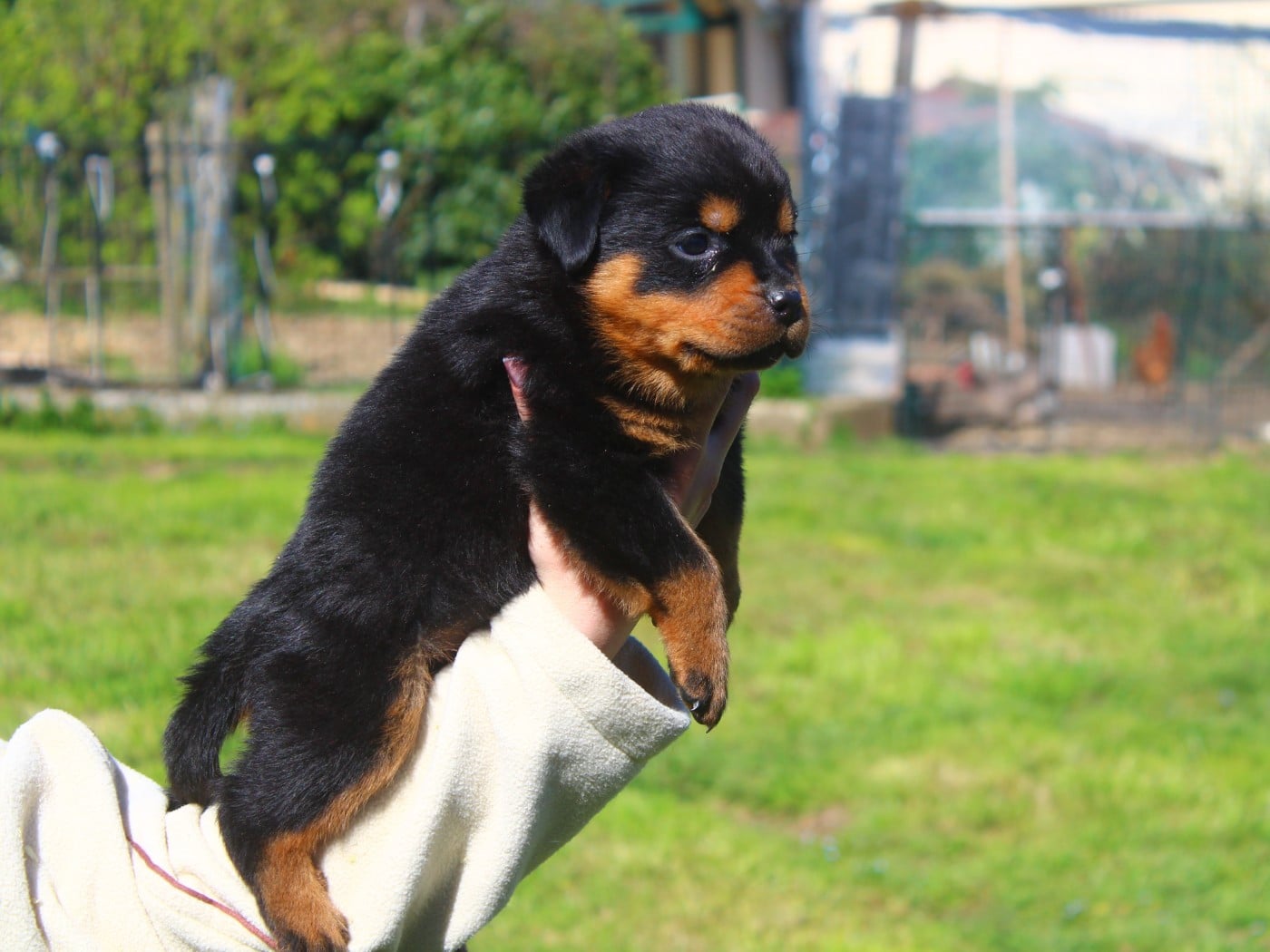 Chiot Collier Marron