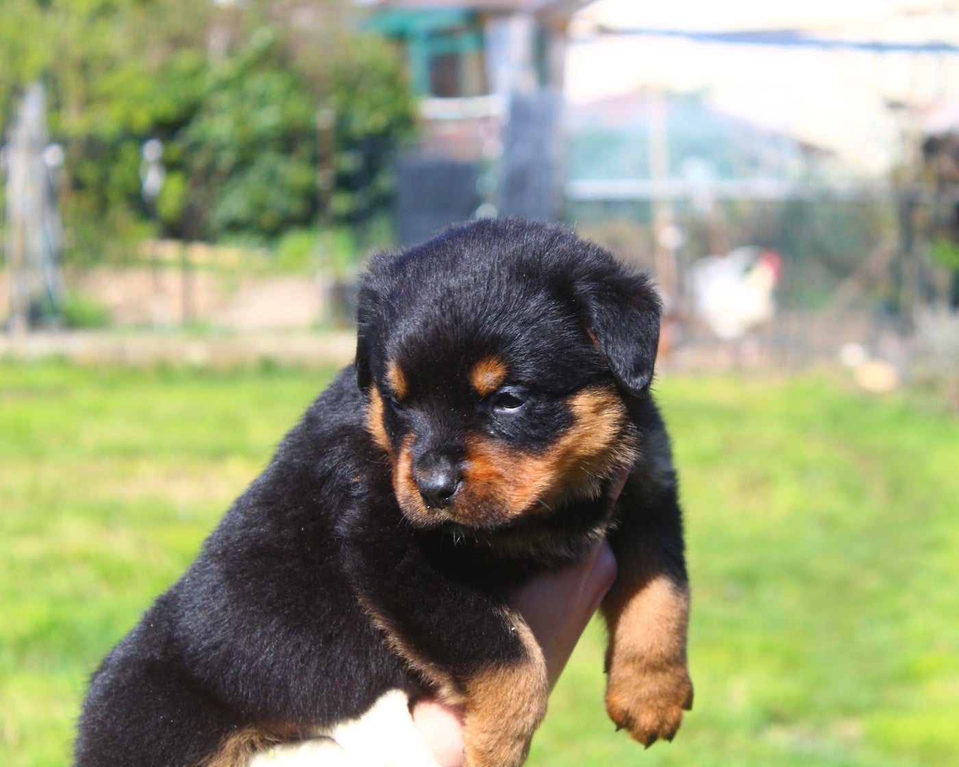 Chiot collier Orange
