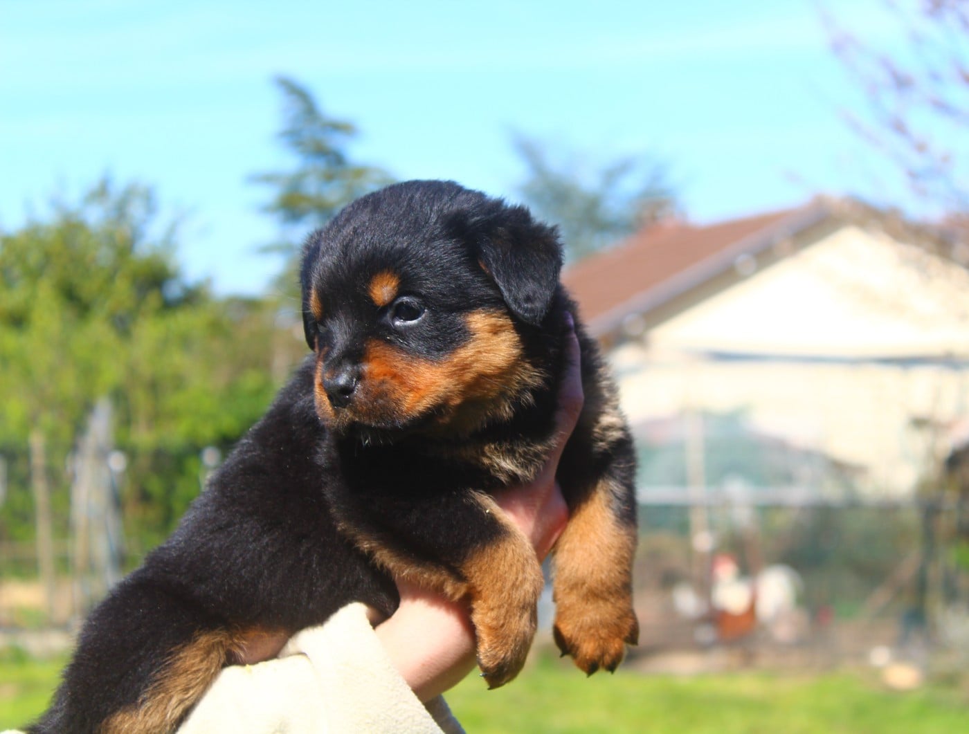Chiot collier Orange