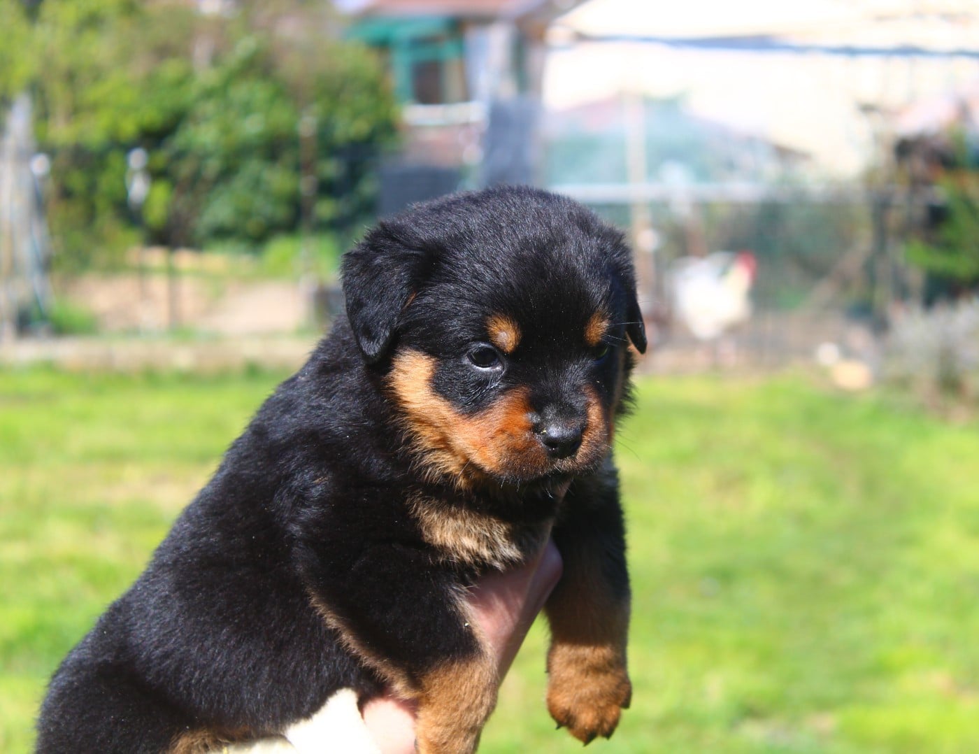 Chiot collier Orange