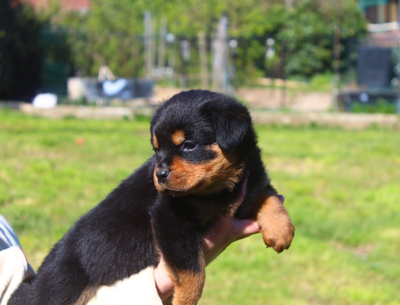 Chiot collier Fuchsia