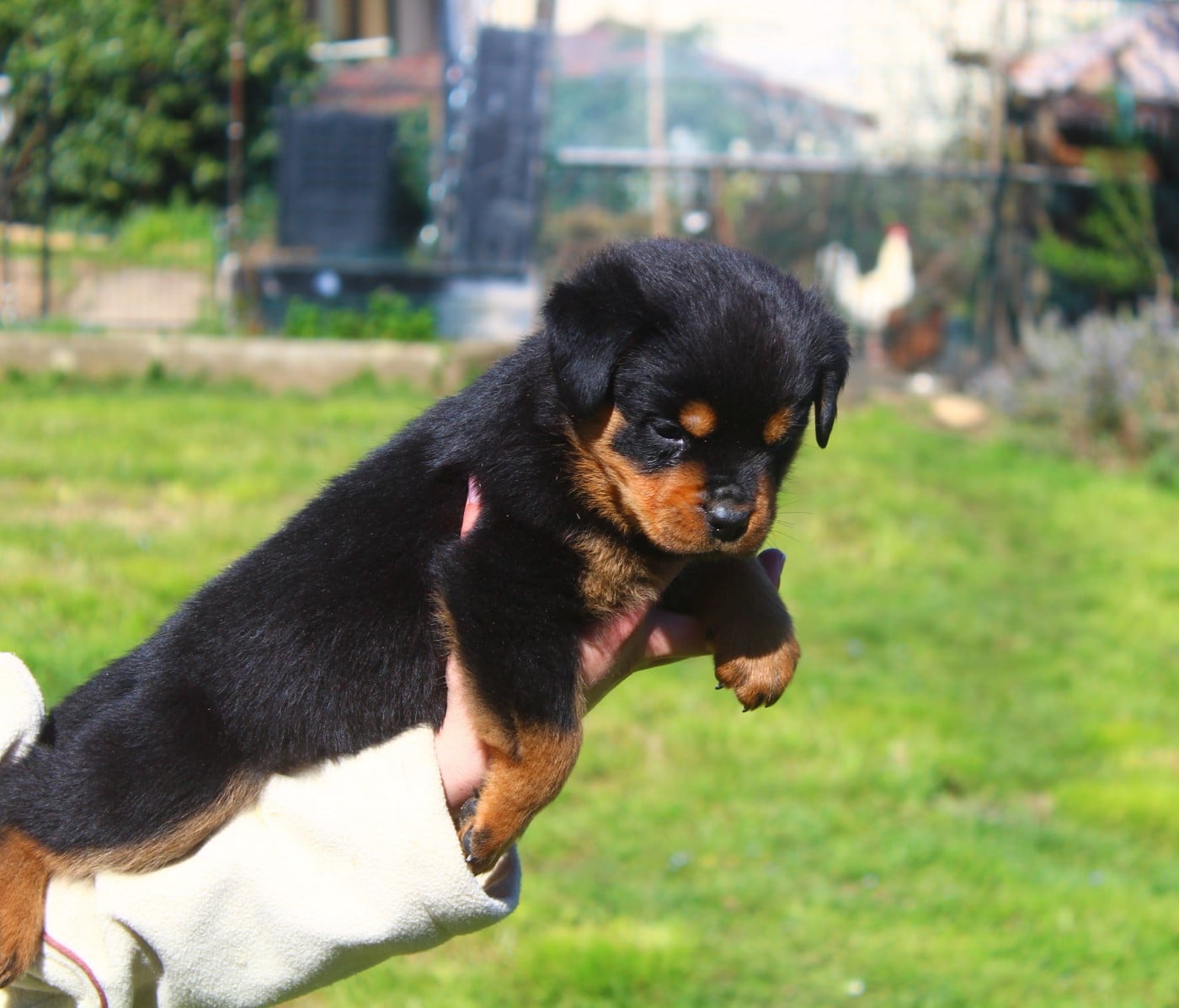 Chiot collier Fuchsia