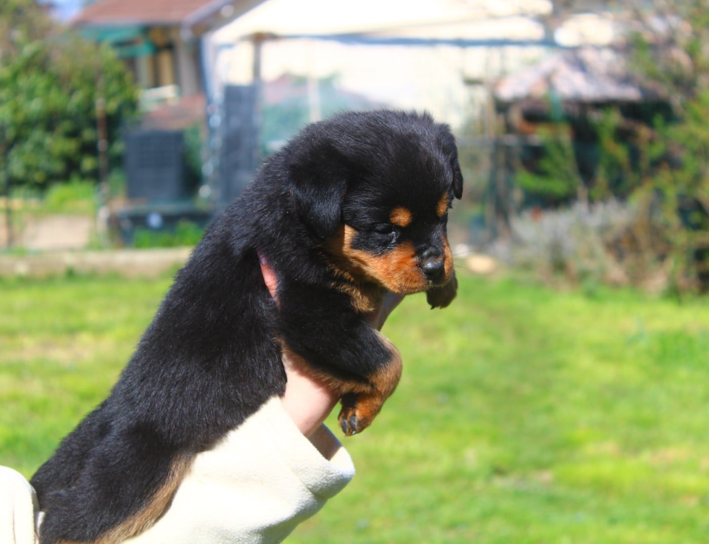 Chiot collier Fuchsia