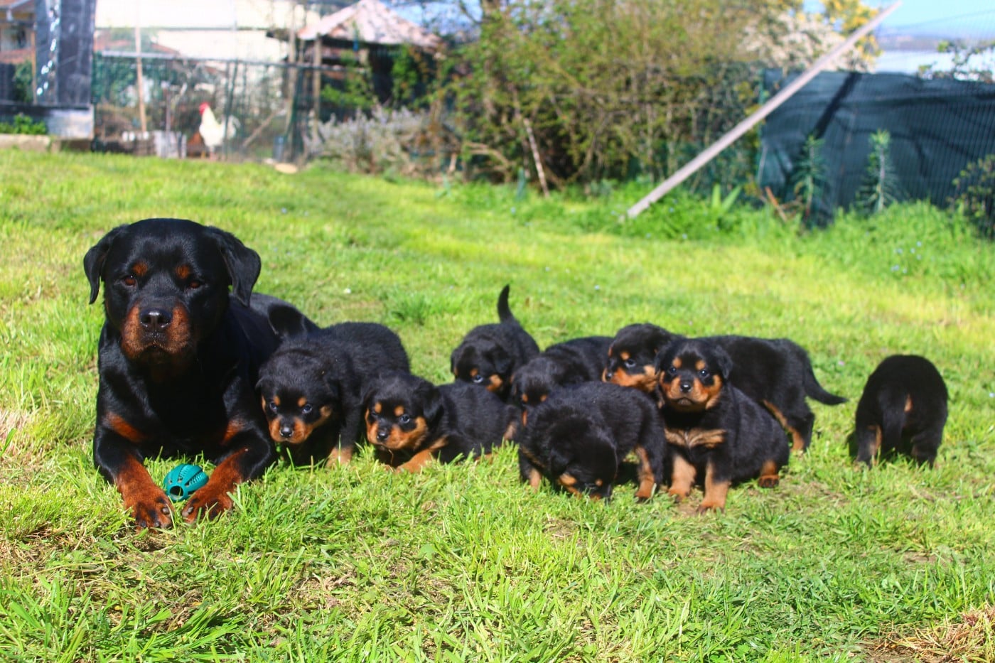 Rottweiler - Breeder Of Big Dog