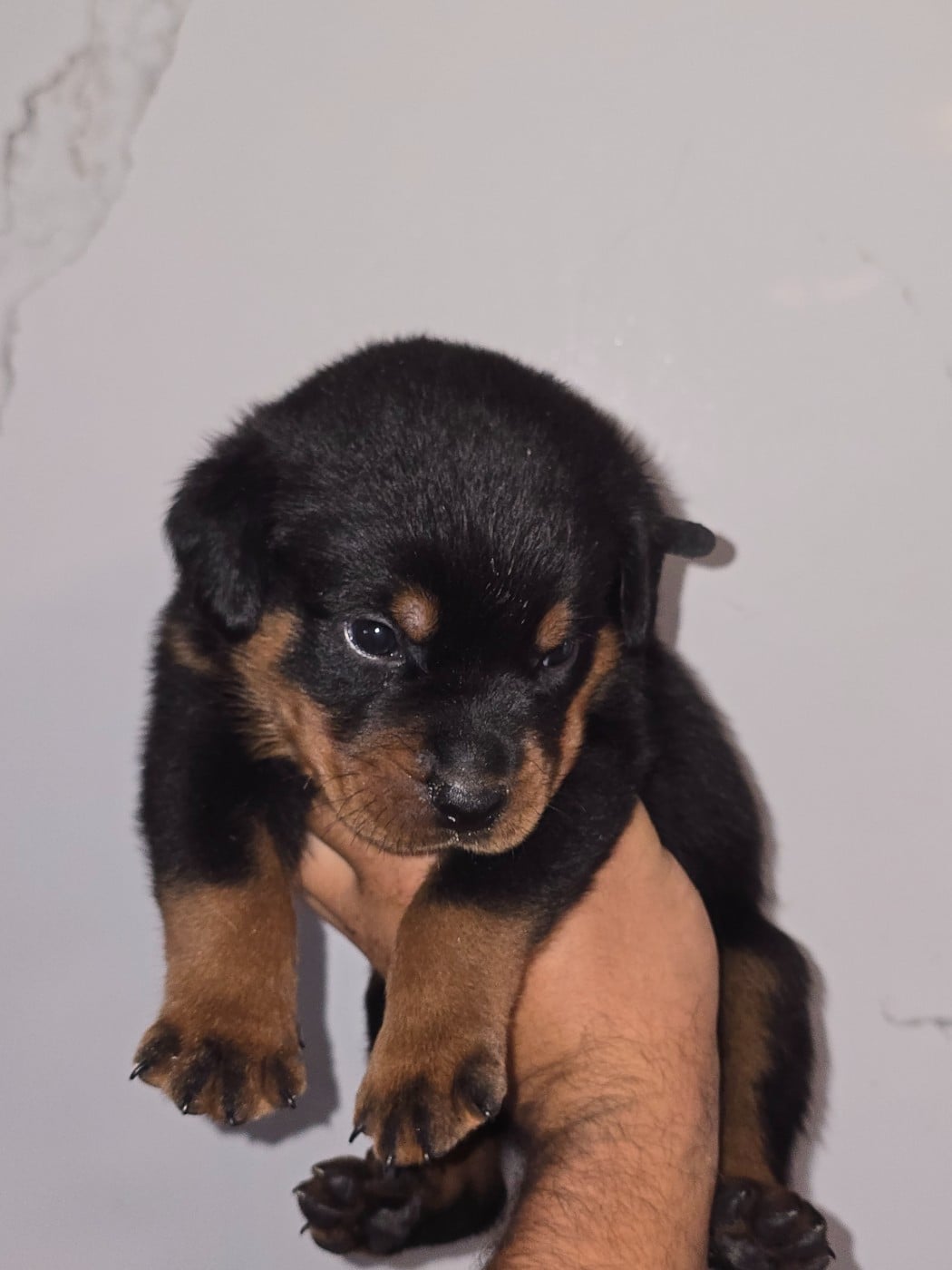 Rottweiler - Breeder Of Big Dog