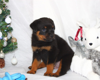 Les chiots de Rottweiler