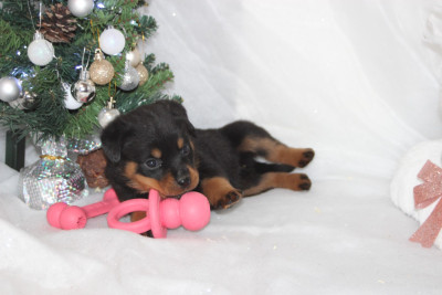 Les chiots de Rottweiler