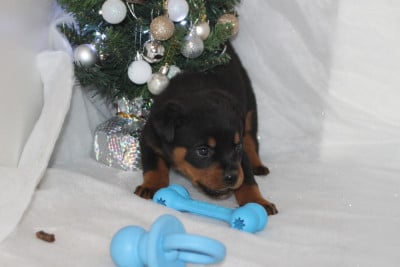 Les chiots de Rottweiler
