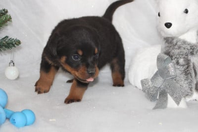 Les chiots de Rottweiler