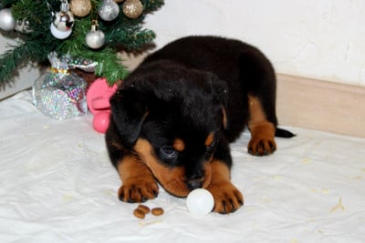 Chiot collier Rose - Rottweiler