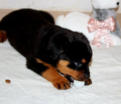 Chiot collier Violet - Rottweiler