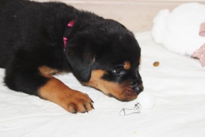 Chiot collier Fuchsia - Rottweiler