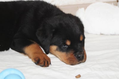 Chiot Collier Marron - Rottweiler