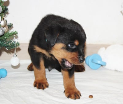 Chiot collier Bleu - Rottweiler