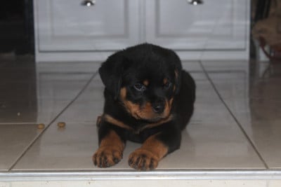 Les chiots de Rottweiler