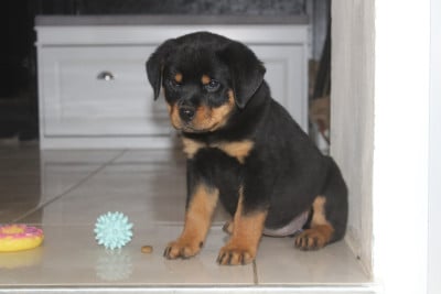 Les chiots de Rottweiler