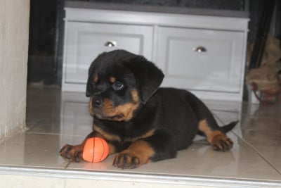 Les chiots de Rottweiler