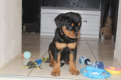 Les chiots de Rottweiler