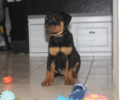 Les chiots de Rottweiler