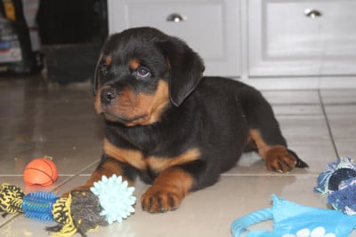 Les chiots de Rottweiler