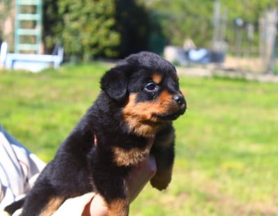 Les chiots de Rottweiler