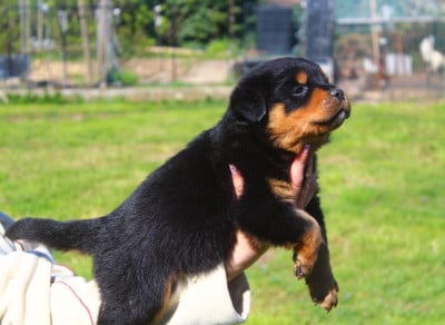 Les chiots de Rottweiler