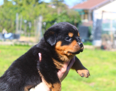Les chiots de Rottweiler