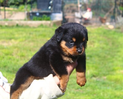 Les chiots de Rottweiler