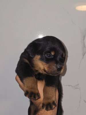 Les chiots de Rottweiler