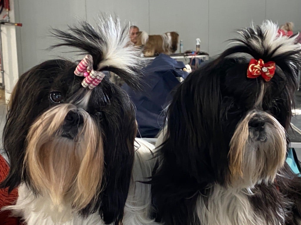 mandarin garden's Samdup dawa - 1ère EXCELLENT