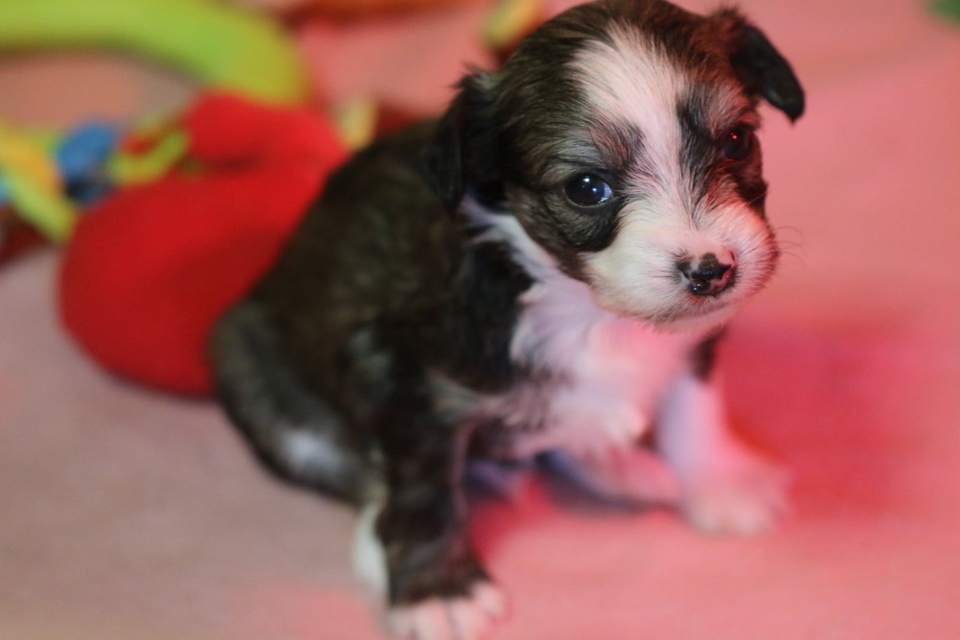 ADIBOU - Chien chinois à crête