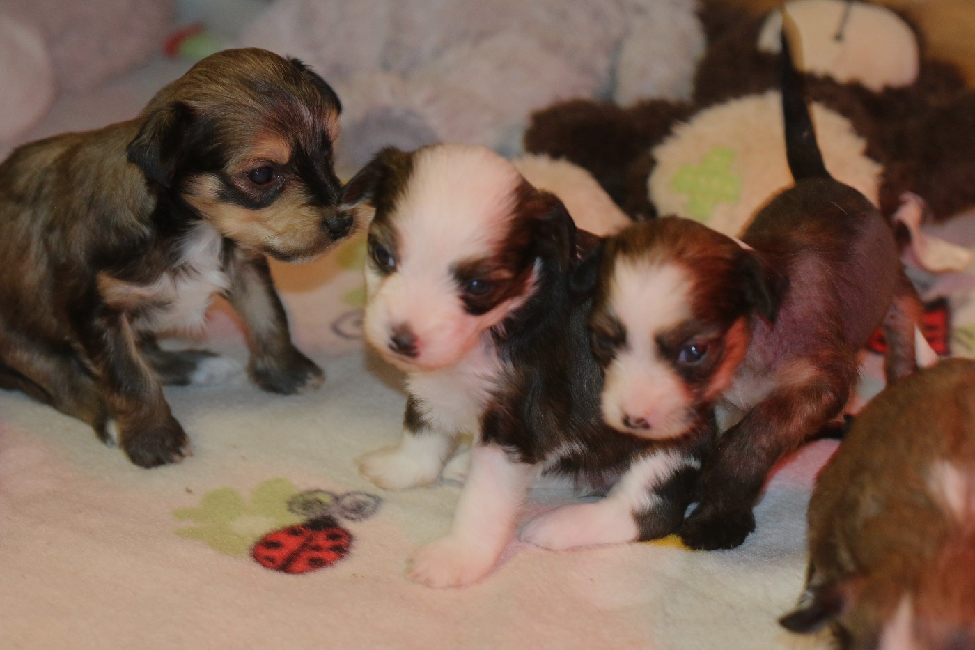 Chien chinois à crête - De La Maison Henriette