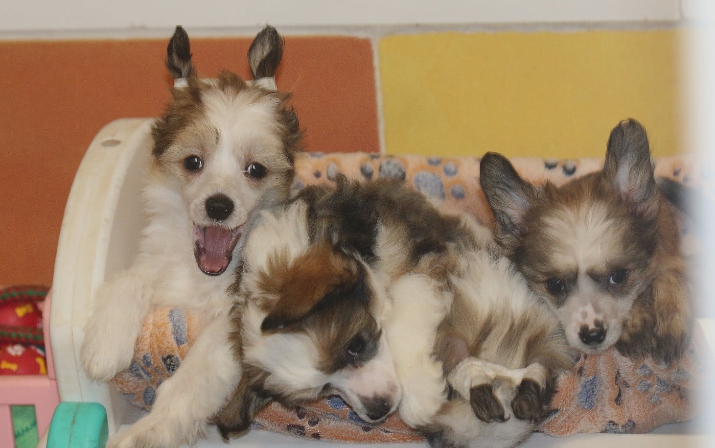 Chien chinois à crête - De La Maison Henriette