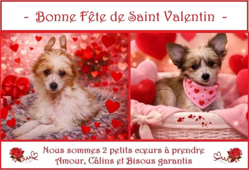 Chien chinois à crête - De La Maison Henriette